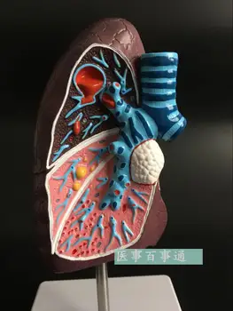 модель анатомии легких человека, висцеральная ПВХ 2/3 в натуральную величину, бесплатная доставка