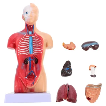 Манекен, модель человеческого торса, Школьный образовательный инструмент Для Обучения анатомии Органов туловища